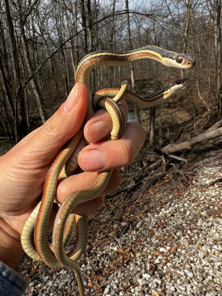 Northern Ribbon Snakes